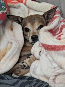 Marty -  Chihuahua Dog for Adoption in Plano, Texas - Marty | PetCurious