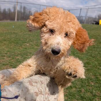 Labradoodle Dogs Available for Adoption - 189885 LOOKING FOR OWNER | PetCurious