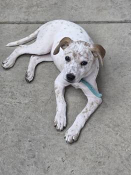 Australian Cattle Dog Blue Heeler Dogs Available for Adoption in Columbus, Indiana - Kimber | PetCurious