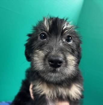 Terrier and Mixed Breed Dogs Available for Adoption - Carlos | PetCurious