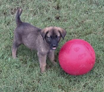 Kitana -  German Shepherd Dog Dog for Adoption in Sedalia, Colorado - Kitana | PetCurious