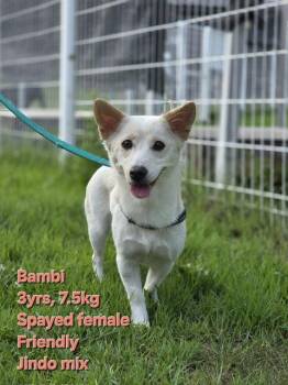 Corgi and Jindo Dogs Available for Adoption in Agoura Hills, California - BAMBI | PetCurious