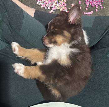 Pembroke Welsh Corgi and Austrailan Cattle Australian Shepherd Mix Dogs Available for Sale in Columbus, Georgia - Brownie | PetCurious