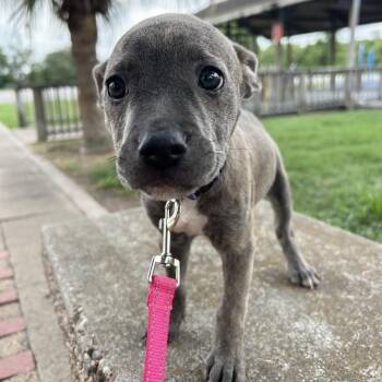 Tulip -  American Staffordshire Terrier and Labrador Retriever Dog for Adoption in South Houston, Texas - Tulip | PetCurious