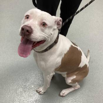 American Bulldog Dogs Available for Adoption - Sydney | PetCurious