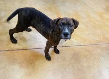 Merritt -  Pit Bull Terrier and Hound Dog for Adoption in Austin, Minnesota - Merritt | PetCurious