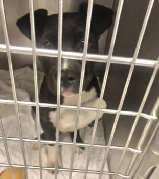 Mixed Breed Dogs Available for Adoption in Parma, Ohio - Sadie | PetCurious