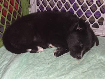 Husky Dogs Available for Adoption - Daisy (26-007 D) | PetCurious