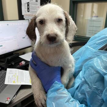 Bobby -  Terrier and Mixed Breed Dog for Adoption in Pasadena, California - Bobby | PetCurious