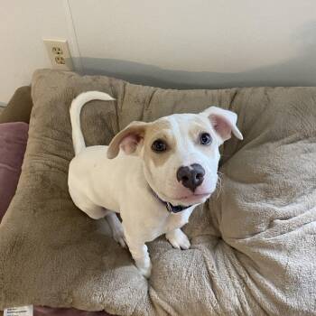 Baby Steven -  Pit Bull Terrier Dog for Adoption in Belleville, Illinois - Baby Steven | PetCurious