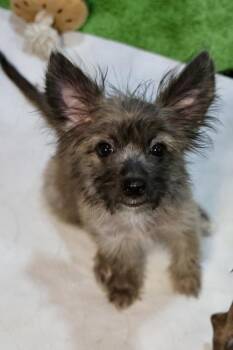 Wimbledon -  Chihuahua Dog for Adoption in Tucson, Arizona - Wimbledon | PetCurious