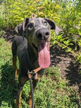 Scooby (ID 52832) -  Doberman Pinscher Dog for Adoption in Manassas, Virginia - Scooby (ID 52832) | PetCurious