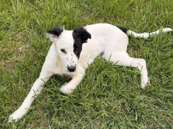 Cattle Dog Dogs Available for Adoption in Arlington, Texas - Axel | PetCurious