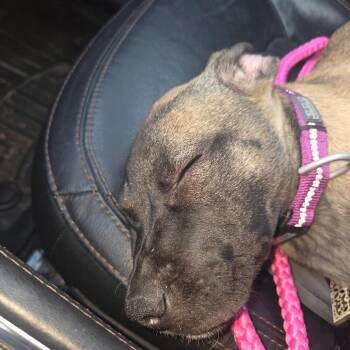 Freddie -  German Shepherd Dog and Mastiff Dog for Adoption in Tacoma, Washington - Freddie | PetCurious