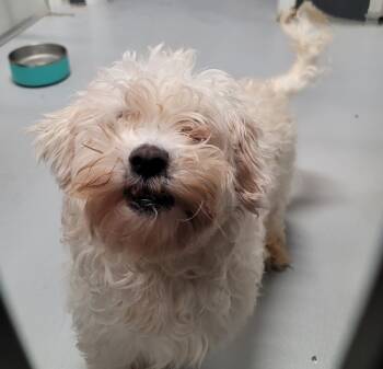 Rescue Poodle Dogs for Adoption in Los Angeles, California - Fraizer Kern #0551 | PetCurious