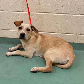 Mixed Breed Dogs Available for Adoption in Memphis, Tennessee - Daisy Duck | PetCurious