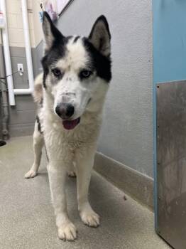 Husky Dogs Available for Adoption in Las Vegas, Nevada - BRUNO MARS’S | PetCurious