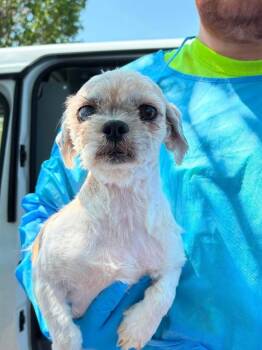 Mixed Breed Dogs Available for Adoption in Ocala, Florida - Callie Torres | PetCurious
