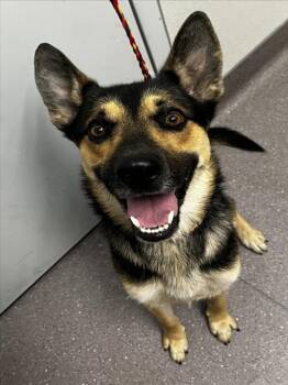 German Shepherd Dog Dogs Available for Adoption in Tracy, California - ESPINO | PetCurious