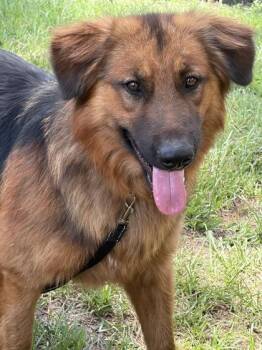 Wall Eye (HW+) -  Mountain Dog and Mixed Breed Dog for Adoption in Conway, South Carolina - Wall Eye (HW+) | PetCurious
