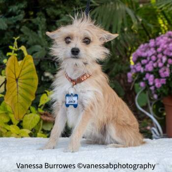 Rescue Yorkshire Terrier Dogs for Adoption in Wake Forest, North Carolina - Junior | PetCurious