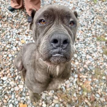 Moon Pie -  Cane Corso Dog for Adoption in Petersburg, Virginia - Moon Pie | PetCurious