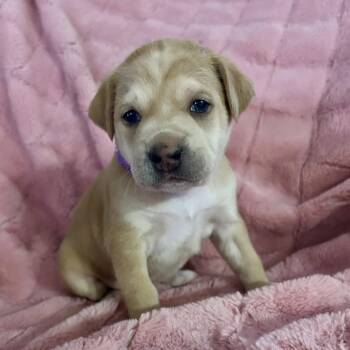 Boxer and Shepherd Dogs Available for Adoption - Butterscotch | PetCurious