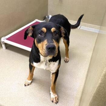 Georgia -  Hound and Pit Bull Terrier Dog for Adoption in Monroe, Georgia - Georgia | PetCurious