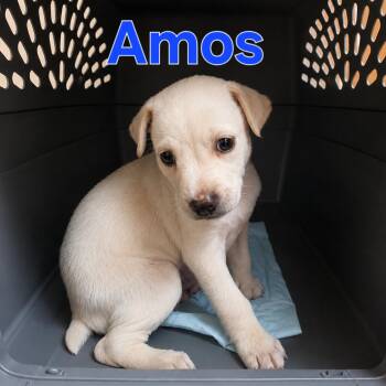 Amos -  Mixed Breed Dog for Adoption in Dallas, Texas - Amos | PetCurious