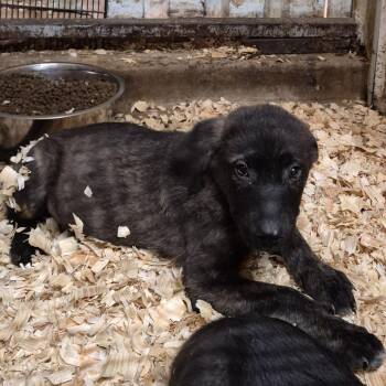 O.W. -  Black Labrador Retriever and Mixed Breed Dog for Adoption in Durant, Oklahoma - O.W. | PetCurious