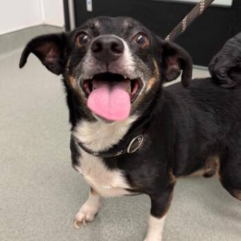 Chuckles -  Rat Terrier and Mixed Breed Dog for Adoption in Abilene, Texas - Chuckles | PetCurious