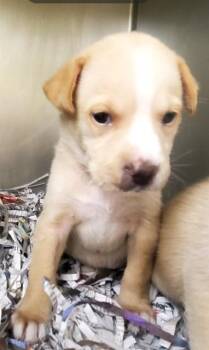 JULIA -  Labrador Retriever and Mixed Breed Dog for Adoption in St. Louis, Missouri - JULIA | PetCurious