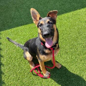 Marigold -  German Shepherd Dog and Mixed Breed Dog for Adoption in Hawthorne, California - Marigold | PetCurious