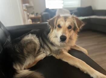 Ginny -  Border Collie and Australian Shepherd Dog for Adoption in Owen Sound, Ontario - Ginny | PetCurious
