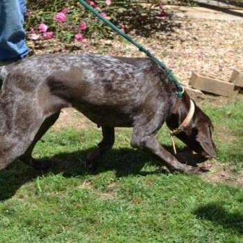 German Shorthaired Pointer Dogs Available for Adoption in Jackson, Louisiana - Brownie Patch | PetCurious