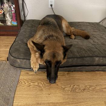 Mickie -  German Shepherd Dog Dog for Adoption in Plano, Texas - Mickie | PetCurious