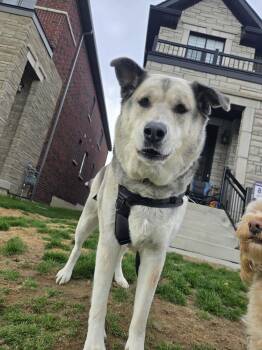 German Shepherd Dog and Alaskan Malamute Dogs Available for Adoption in Appin, Ontario - Denny | PetCurious