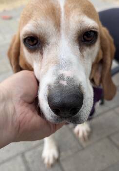 Beagle Dogs Available for Adoption - Halsey | PetCurious