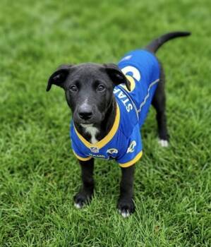 Stafford -  Shepherd and Labrador Retriever Dog for Adoption in Holiday Hills, Illinois - Stafford | PetCurious