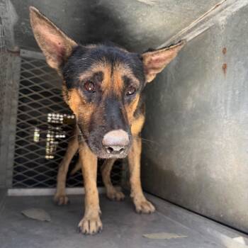 Norbit -  Shepherd Dog for Adoption in Edinburg, Texas - Norbit | PetCurious