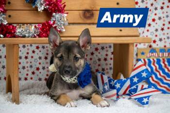 Shepherd and Husky Dogs Available for Adoption in Sevierville, Tennessee - Army | PetCurious