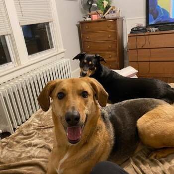 NY Bella (Home in Hartsdale NY) -  German Shepherd Dog and American Foxhound Dog for Adoption in Eastford, Connecticut - NY Bella (Home In Hartsdale NY) | PetCurious