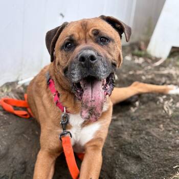 Mixed Breed and Boxer Dogs Available for Adoption in Enfield, New Hampshire - Mojo | PetCurious