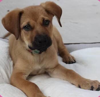 Quiver -  Labrador Retriever Dog for Adoption in Clarksburg, Ontario - Quiver | PetCurious