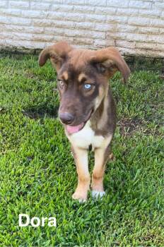 Husky and Australian Shepherd Dogs Available for Adoption in Glocester, Rhode Island - Dora | PetCurious
