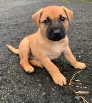 Rescue Terrier and Shepherd Dogs for Adoption in Warren, New Jersey - Bear | PetCurious