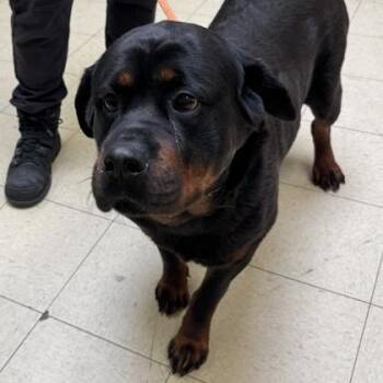 Rottweiler Dogs Available for Adoption in Philadelphia, Pennsylvania - Emma | PetCurious