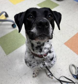 Labrador Retriever and Beagle Dogs Available for Adoption in Sioux City, Iowa - Charlee Sue | PetCurious