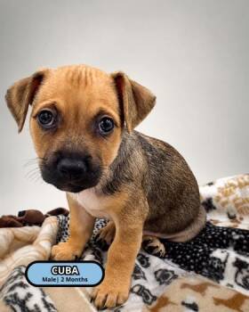 Cuba -  Rat Terrier and Chihuahua Dog for Adoption in Lawrenceville, Georgia - Cuba | PetCurious