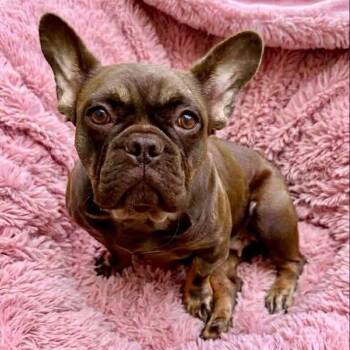 Penny -  French Bulldog Dog for Adoption in Rockwall, Texas - Penny | PetCurious